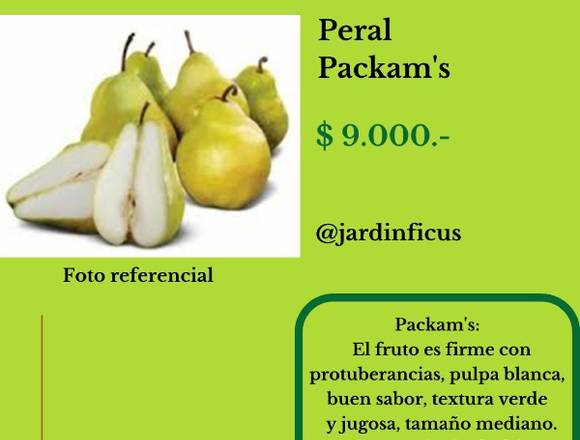 Peral Packam's-Árbol Frutal en Jardín Ficus