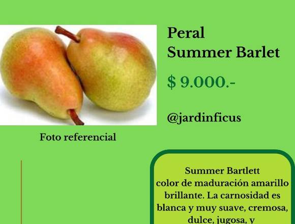Peral Summer Barlet-Árbol Frutal en Jardín Ficus
