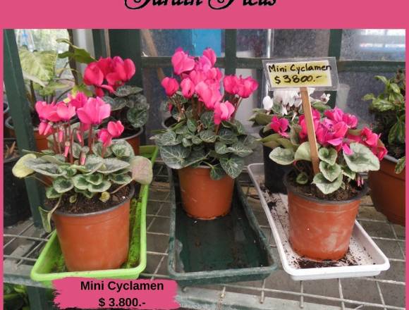 Mini Cyclamen - Jardín Ficus Quilpué