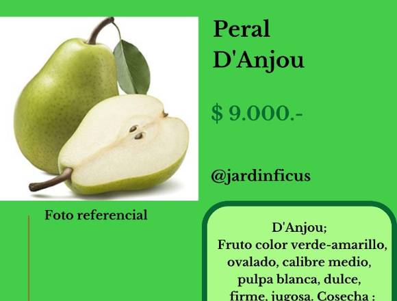 Peral D'Anjou-Árbol Frutal en Jardín Ficus