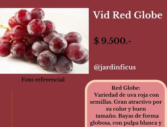 Vid Red Globe-Árbol Frutal en Jardín Ficus