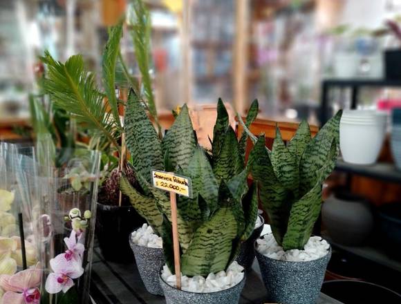 Sansevieria Robusta les espera en Jardín Ficus.