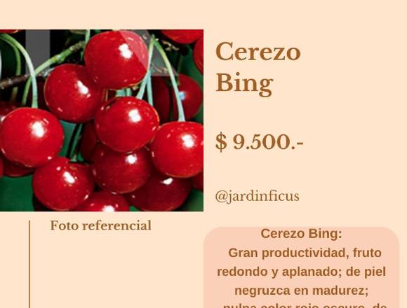 Cerezos : Bing, Corazón de Paloma, Santina, Lapins