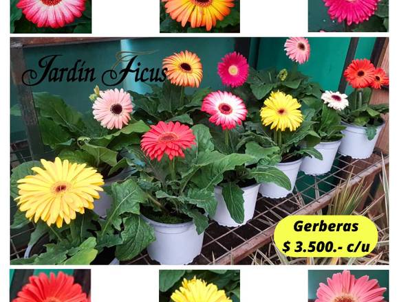 Estas maravillosas Gerberas están en @jardinficus 