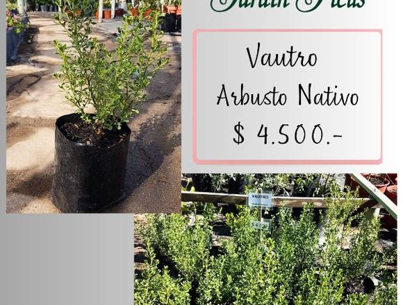 Vautro - Arbusto Nativo en Jardín Ficus Quilpué