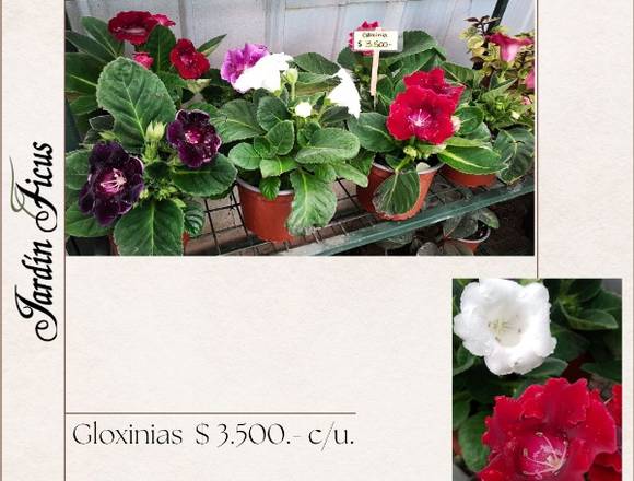 Bellas Gloxinia te esperan en Jardín Ficus Quilpué