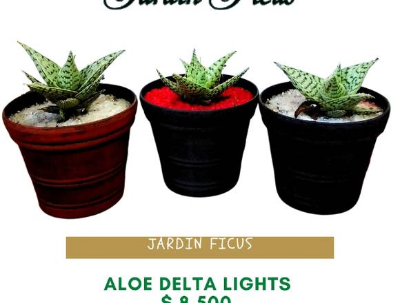 ALOE DELTA LIGHTS $ 8.500.-