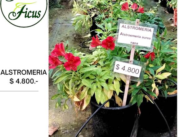  ALSTROMERIA $ 4.800.- c/u.  