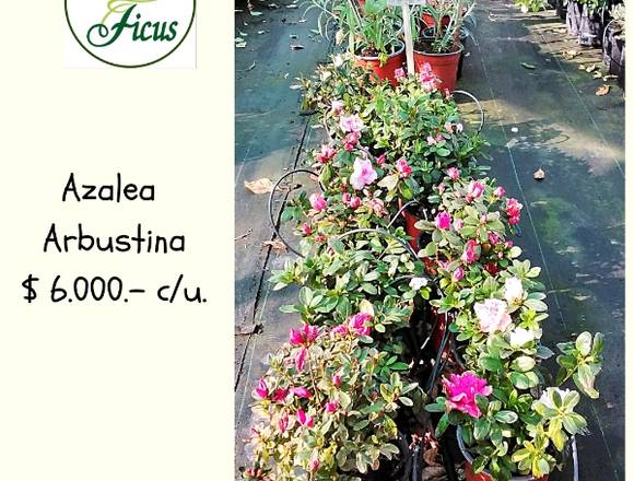 jardinficus les ofrece hermosas Azaleas Arbustinas