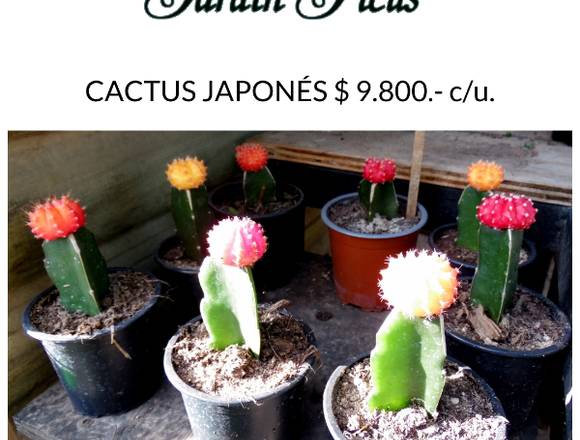 Cactus Japoneses - Jardín Ficus Quilpué