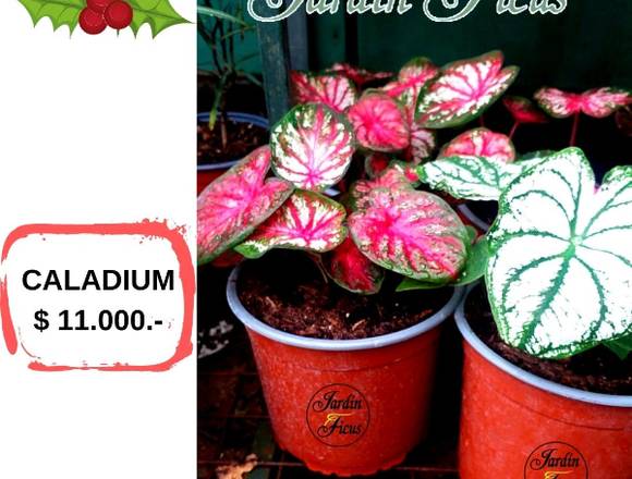 JARDIN FICUS OFRECE HERMOSOS CALADIUM