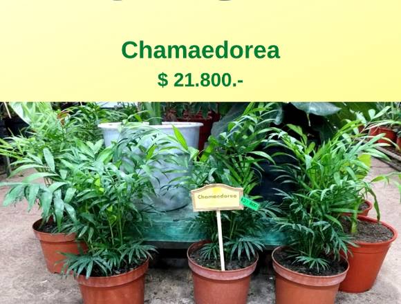 @jardinficus  ofrece bellas Chamaedoreas