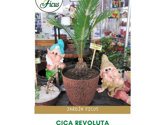 BELLA CICA REVOLUTA - JARDÍN FICUS QUILPUÉ