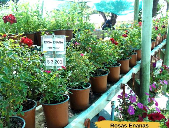 Bellas Rosas Enanas  en  Jardím Ficus Quilpué