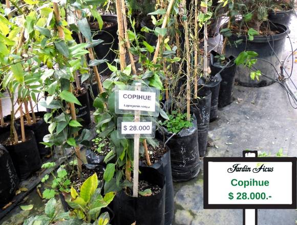 Jardin Ficus Quilpué  ofrece Copihues 
