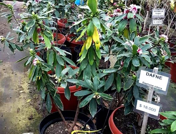 Jardin Ficus Quilpué ofrece Dafne