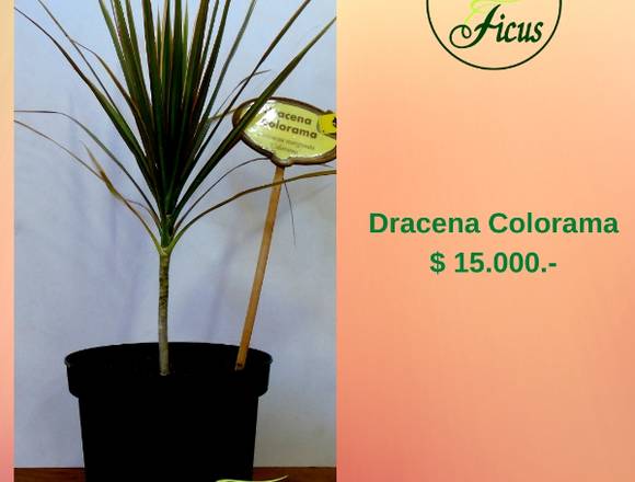 Jardín Ficus les ofrece bella Dracena Colorama