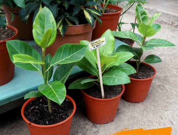 La mejores plantas de Interior en Jardín Ficus 