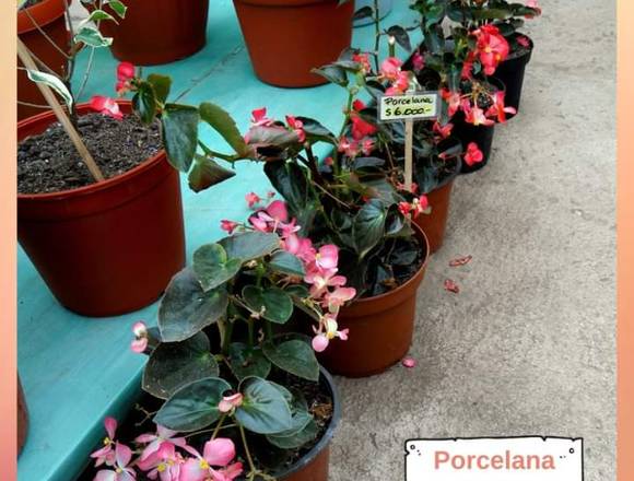 Jardín Ficus les ofrece bellas Porcelanas 