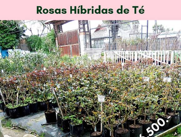 Rosas Híbridas de Té en Jardin Ficus Quilpué