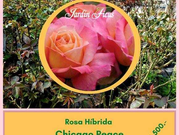Rosas Chicago Peace en Jardín Ficus Quilpué