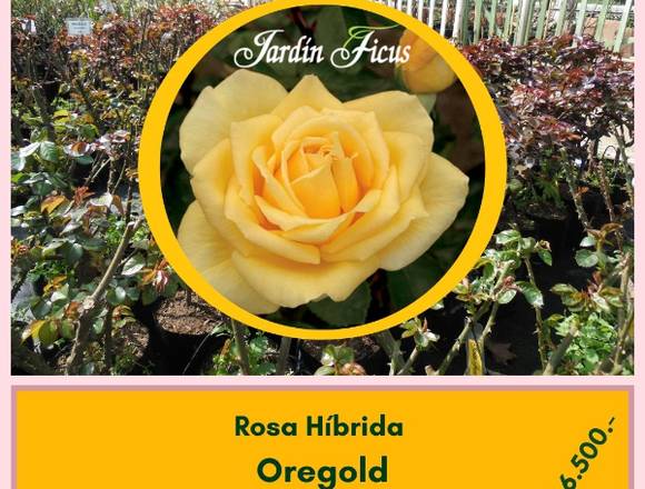 Rosas Híbridas Oregold