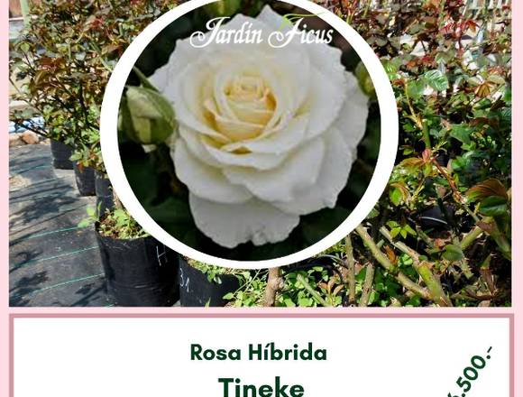 Rosas Híbridas Tineke en Jardín Ficus Quilpué