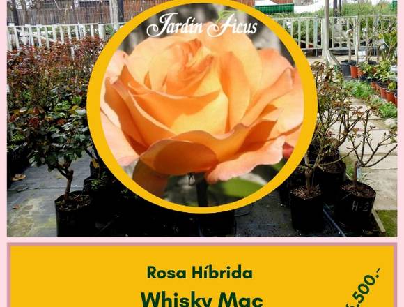 Rosas Híbridas Whisky Mac