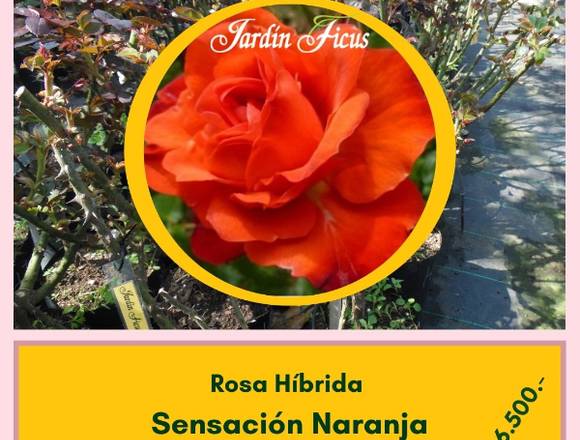 Rosas Híbridas Sensasión Naranja  en Jardín Ficus 