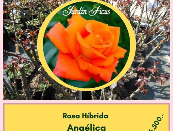 Rosas Híbridas Angélica en Jardín Ficus
