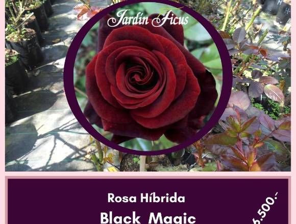 Rosas Híbridas Black Magic 