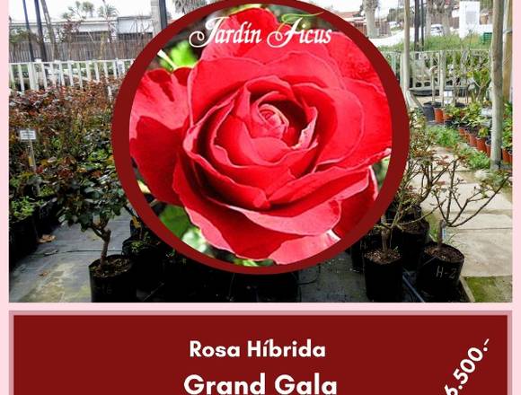 Rosas Híbridas Grand Gala  en Jardín Ficus 