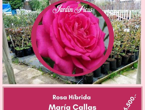 Rosas Híbridas María Callas Jardín Ficus Quilpué