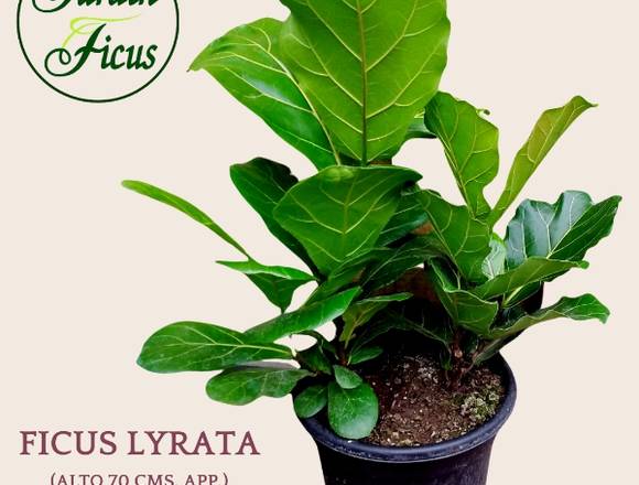 HERMOSO FICUS LYRATA