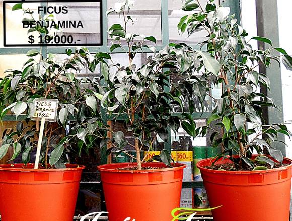 Jardín Ficus Quilpué  Ficus Benjamina $ 10.000.- 