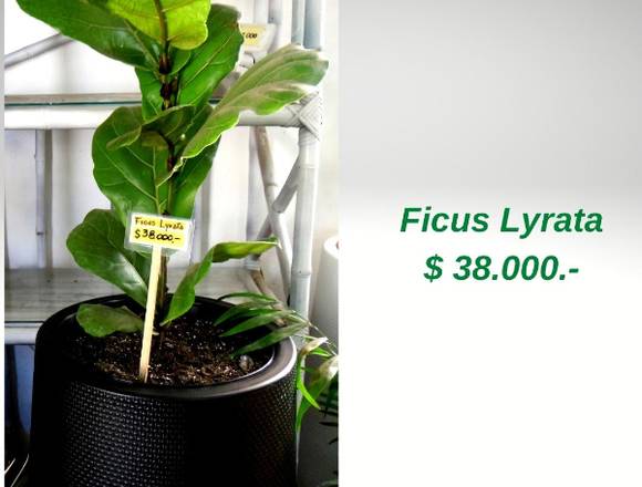 Ficus Lyrata - Jardín Ficus Quilpué