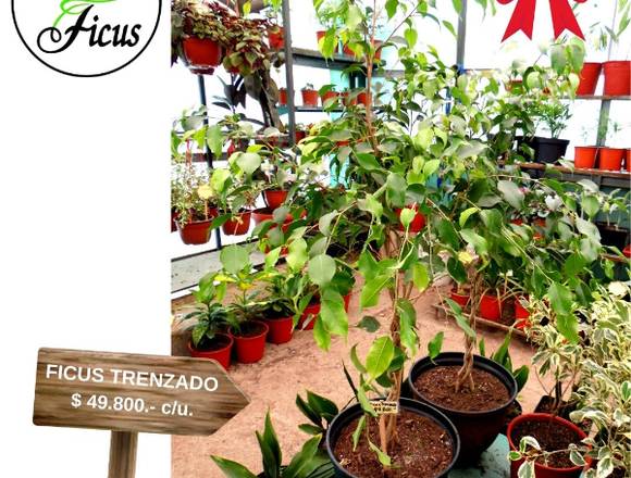 JARDIN FICUS OFRECE BELLOS FICUS TRENZADO