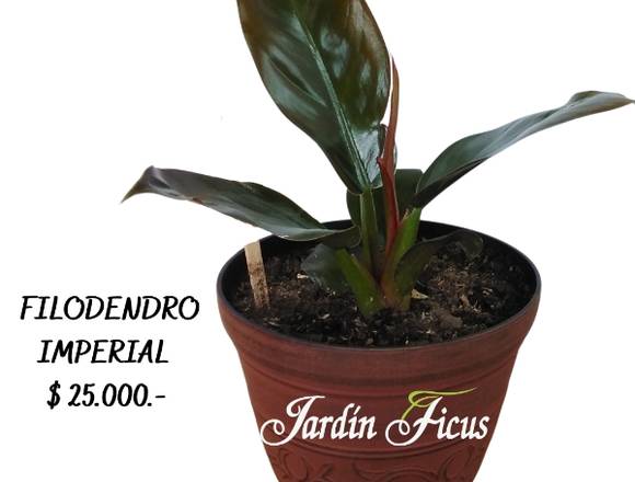 Filodendro Imperial, hermosa planta de interior.