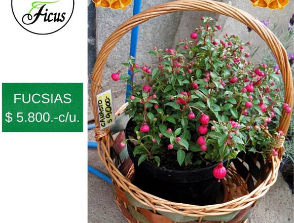 JARDIN FICUS OFRECE HERMOSAS FUCSIAS