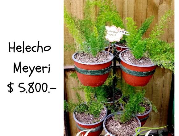 HELECHOS MEYERI $ 5.800.- c/u  