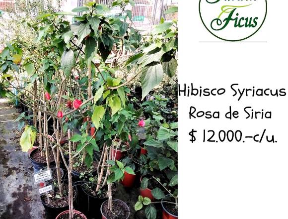 HIBISCO SYRIACUS (Rosa de Siria) 