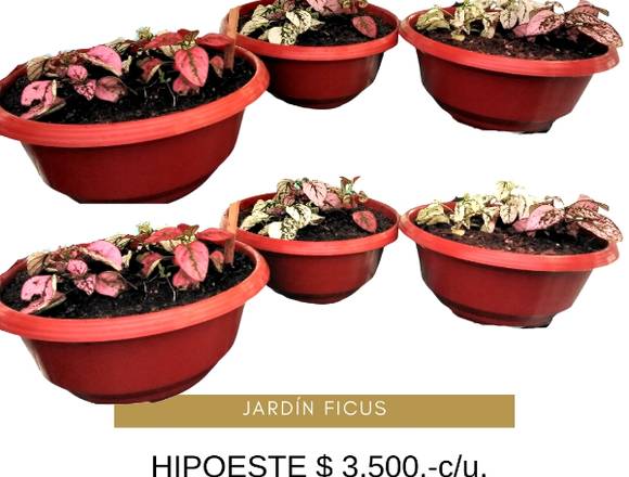 Hipoeste, hermosa planta de interior a $ 3.500.- 