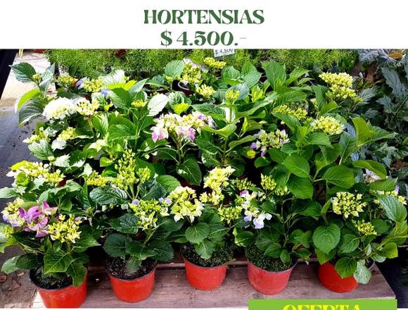 Hortensias en oferta en Jardín Ficus