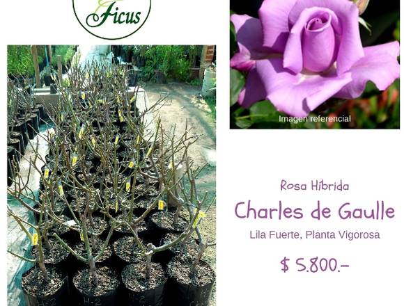 Rosas Híbridas Charles de Gaulle