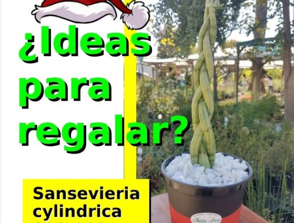 Sansevieria Cylíndrica para esta Navidad