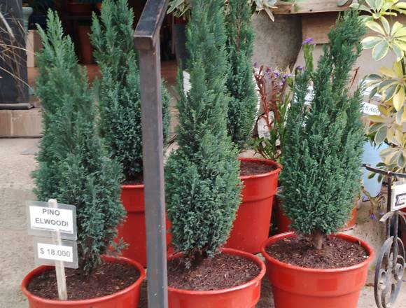 Pinos Elwoodi les esperam en Jadín Ficus