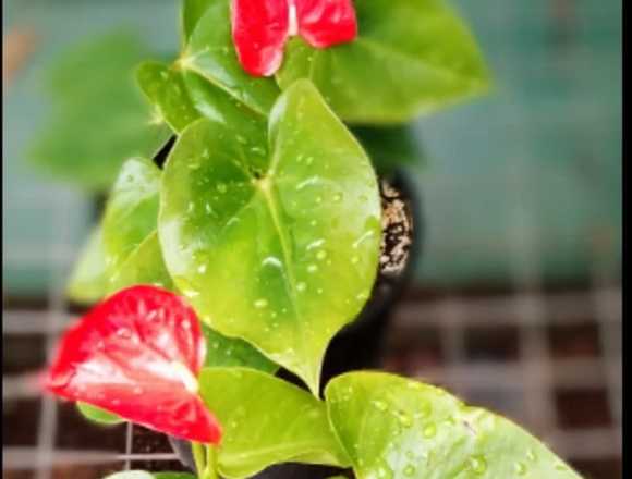 Aturios maravillosos en Jardín Ficus Quilpué