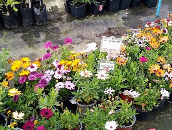 Pelargonio, Pelargonio Enano, Agerantemo y otros