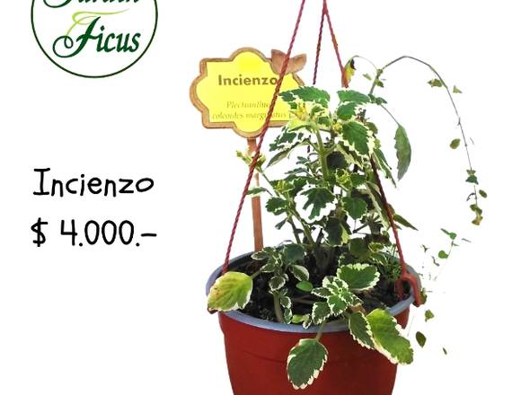 @jardinficus les ofrece hermoso INCIENZO $ 4.000.-