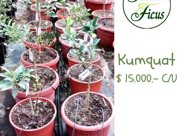 Jardín Ficus, Quilpué les ofrece Kumquat